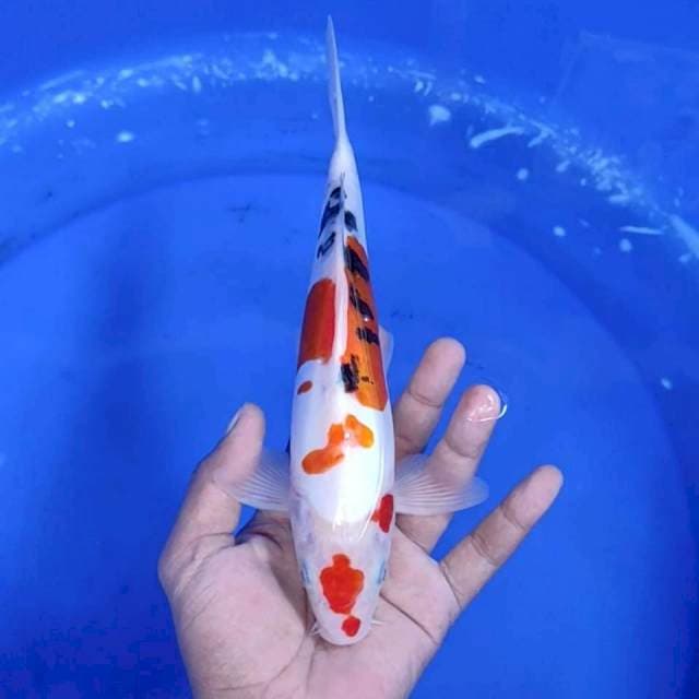 4. Sanke Doitsu || 26 cm