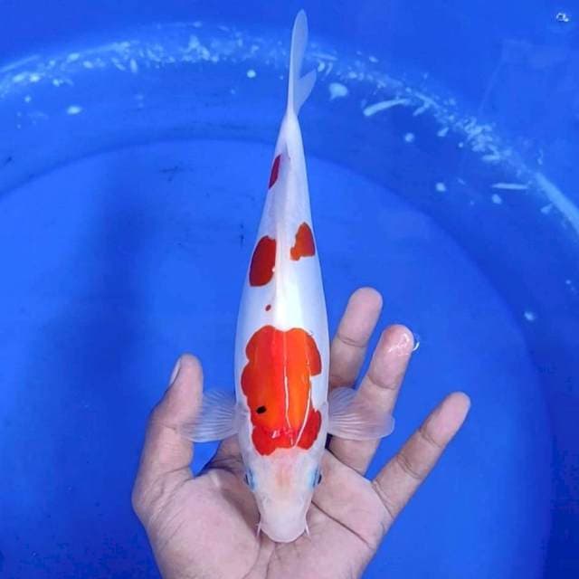 7. Doitsu Murni || 27 cm