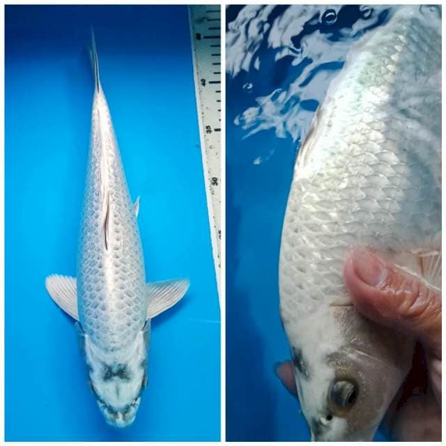 MUKASHI GINRIN BULKY 34 Cm