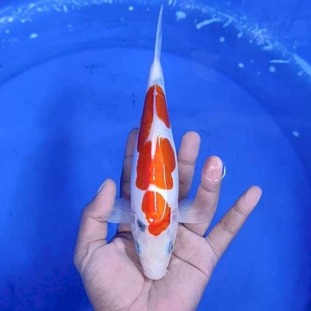 8. Doitsu || 24 cm