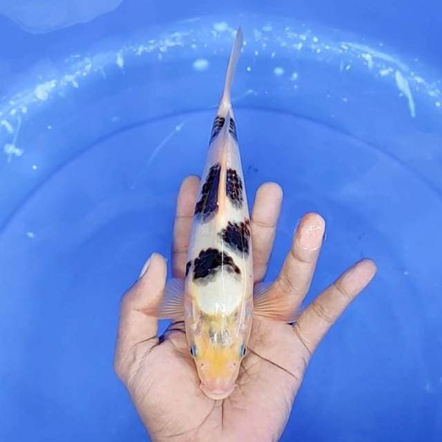 9. Goromo || 24 cm || Jantan