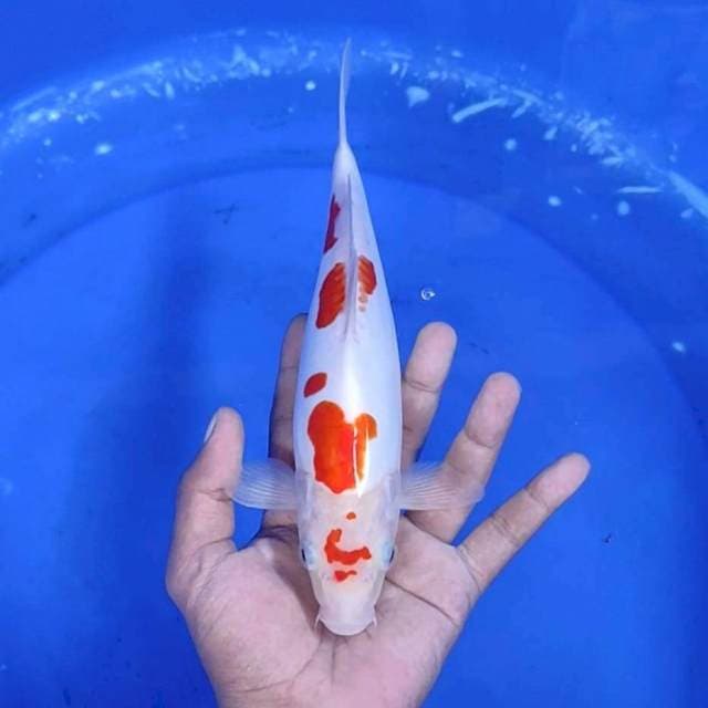 12. Kohaku Doitsu || 27 cm