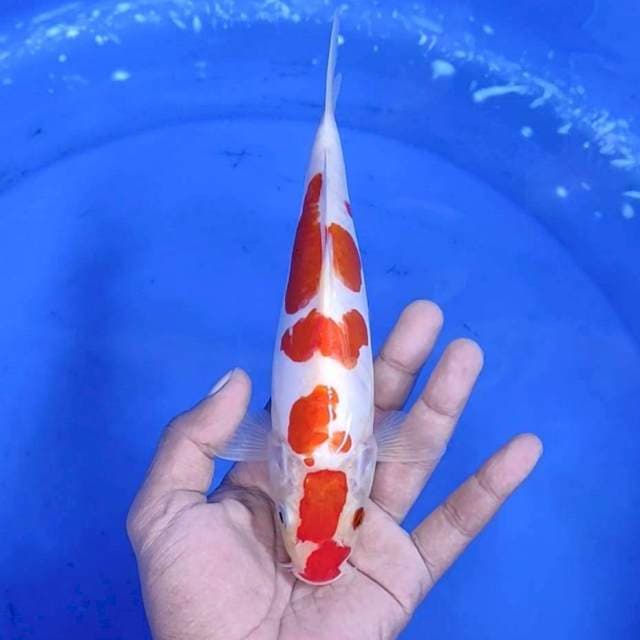 13. Kohaku Doitsu || 23 cm