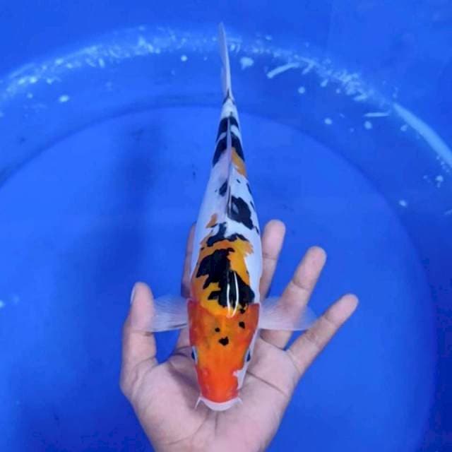 14. Sanke Doitsu || 30 cm