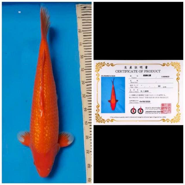 Ogata Jumbo Male Benigoi Ginrin
