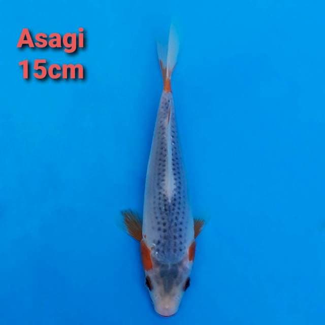 Asagi 15cm