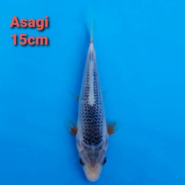 Asagi 15cm