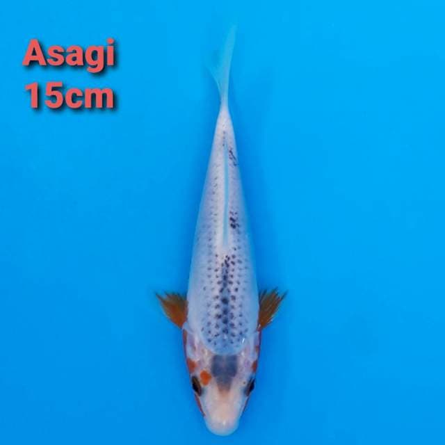 Asagi 15cm