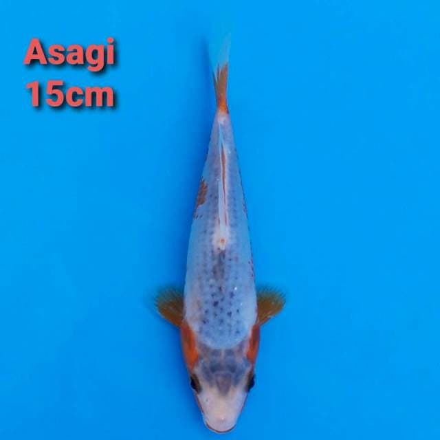 Asagi 15cm