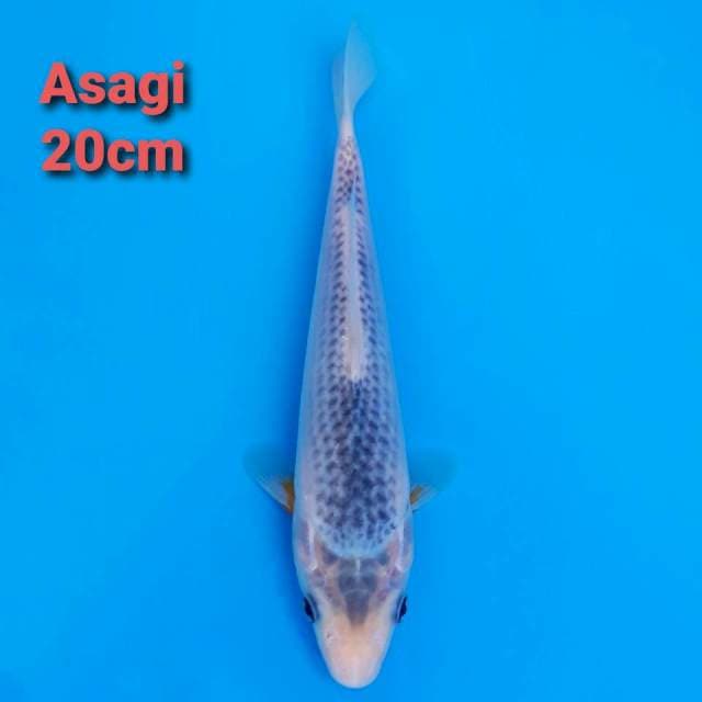 Asagi 20cm