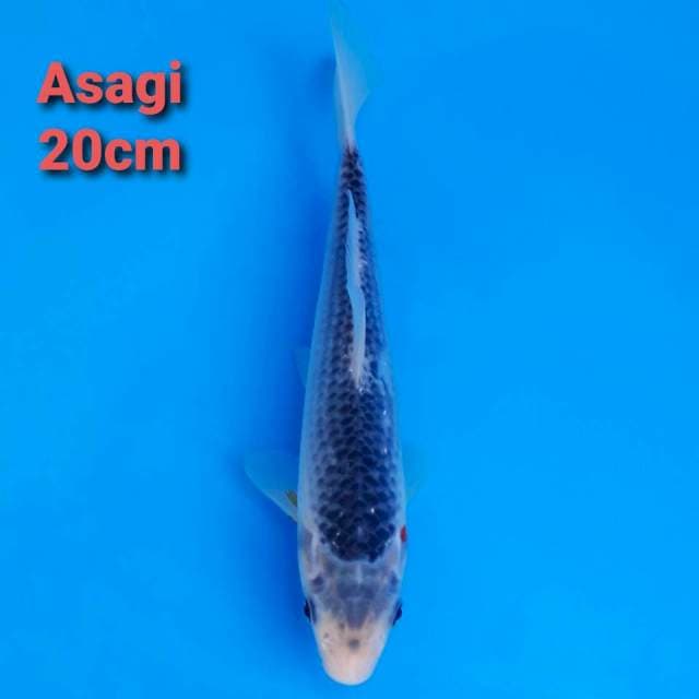 Asagi 20cm
