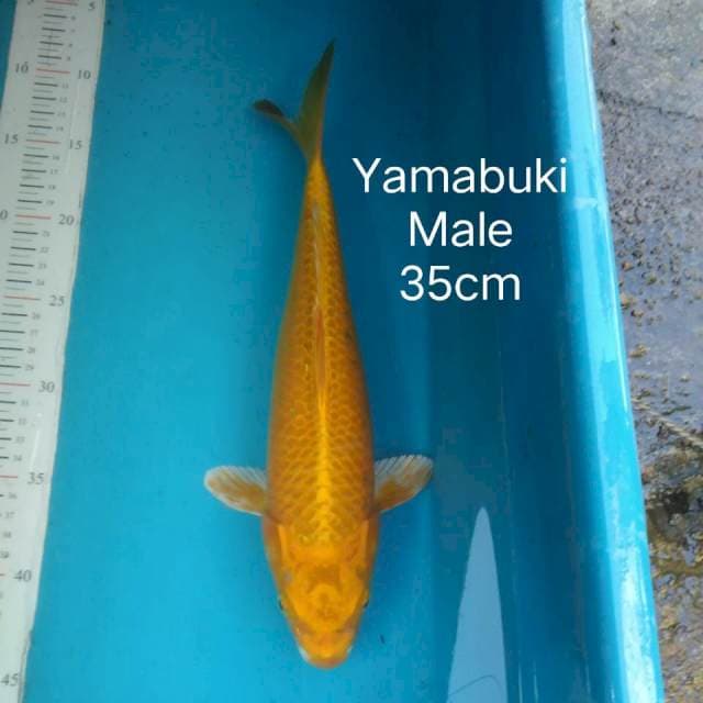 Ogon 35cm