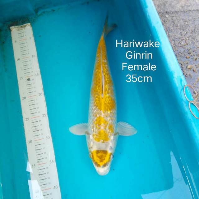 Hariwake ginrin 35cm