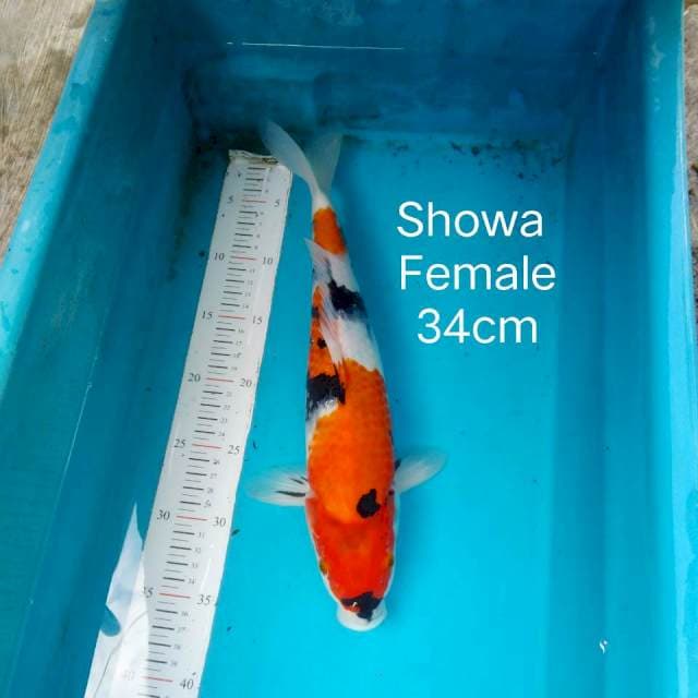 Showa 34cm