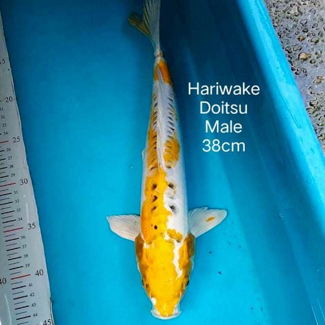 Hariwake doitsu 38cm