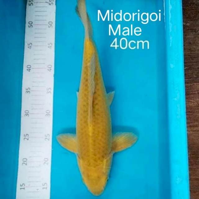 Midorigoi 40cm