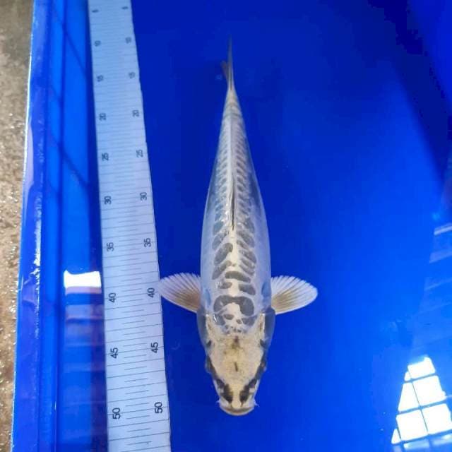 Aragoke 38cm