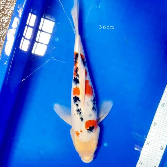 Kumpay sanke 36cm