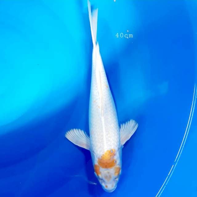 Kumpay hariwake 40cm