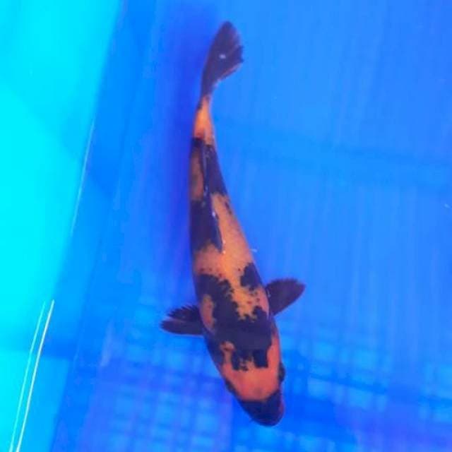 Manyu 03# Hi Showa 25cm