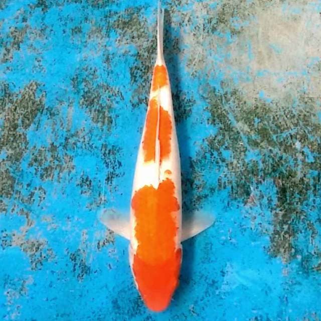 3 step kohaku 36cm..siip