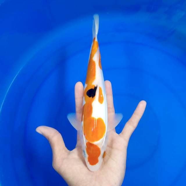 Sanke doit 27 cm