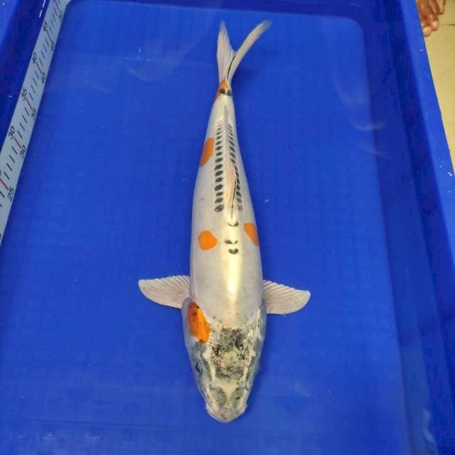 Kikokuryu 45 cm