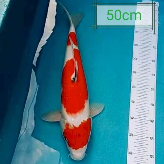 Jumbo sanke original 50cm