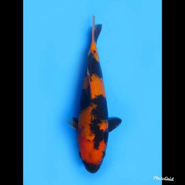 Hi Utsuri + , 27cm