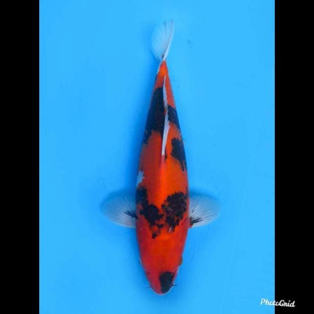 Hi Showa Jumbo Tosai , 32cm 