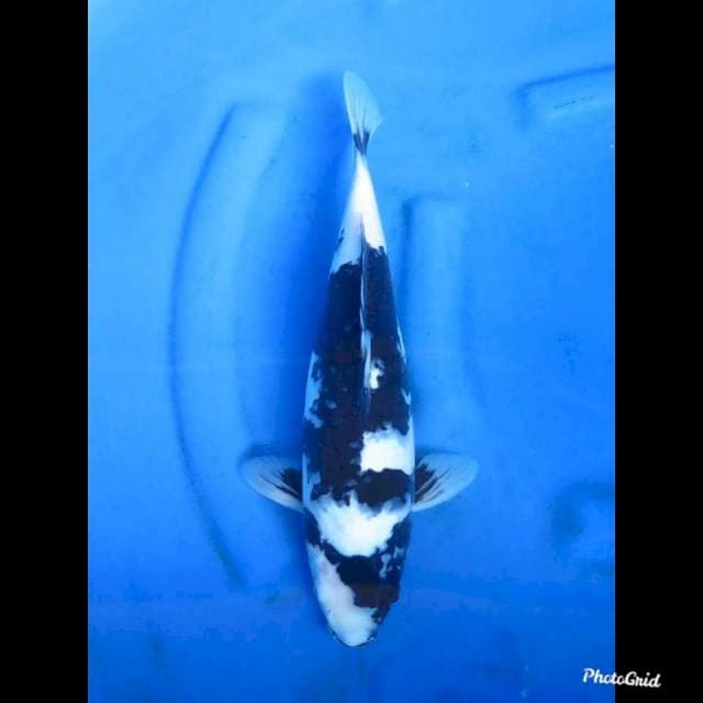 Shiro Utsuri Putih Salju , 36cm 