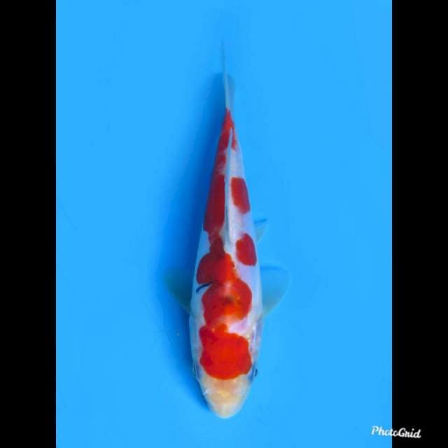 Sanke Doitsu Murni , 19cm 