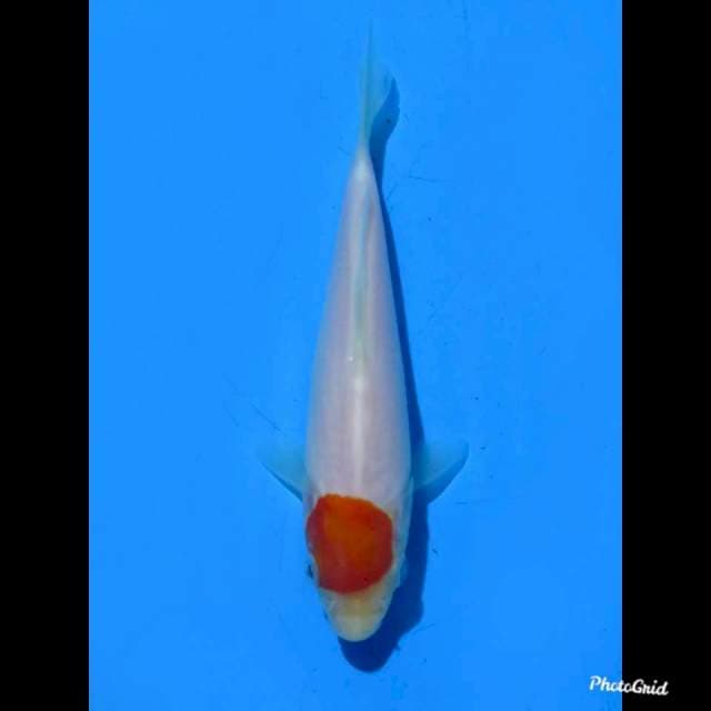 Tancho Kohaku , 15cm 