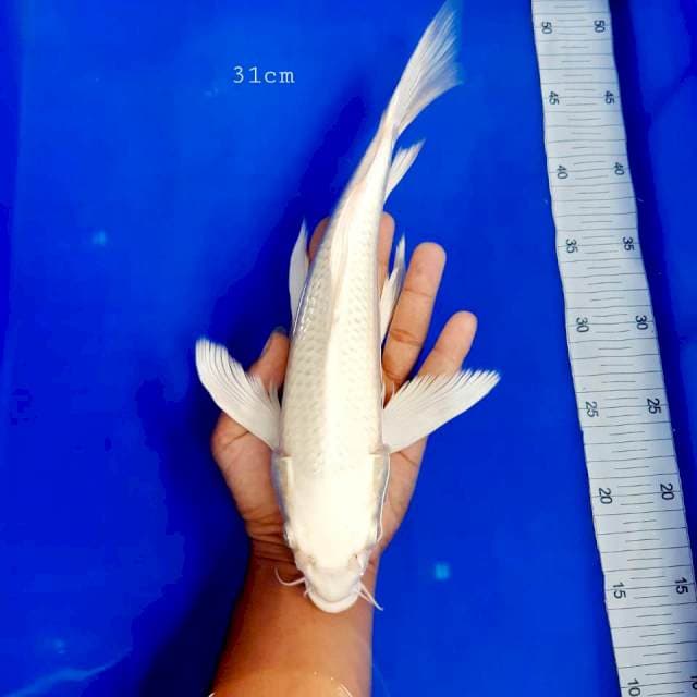 Kumpay 31cm