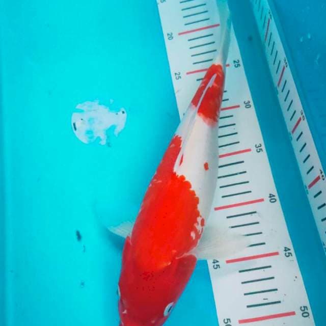 KOHAKU MERAH MERONA 