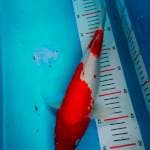 KOHAKU MERAH MERONA 