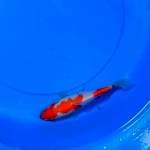 Kohaku  ( 15 -20cm)