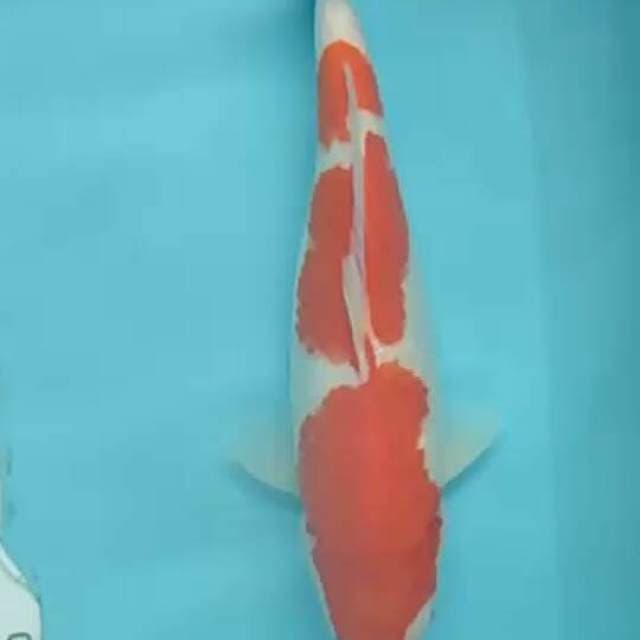 Kohaku 3 setep