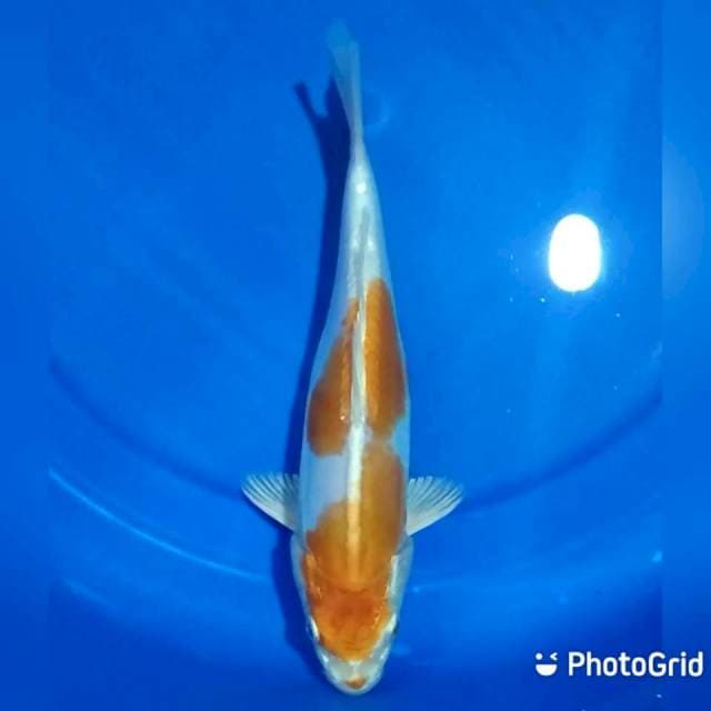 Doitsu 26cm