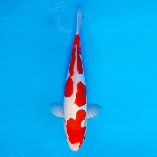 HANA 2 - Kohaku Doitsu ™