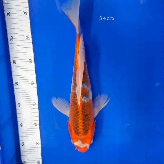 Kumpay ghosiki 34cm