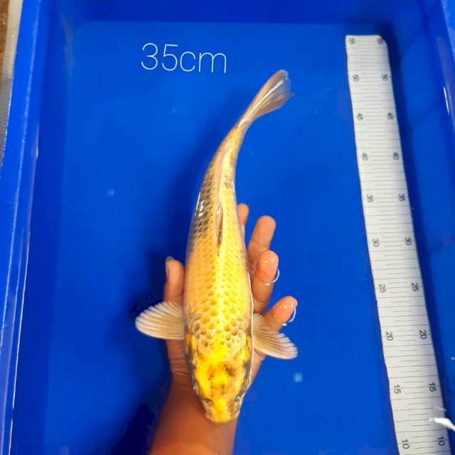 Kin showa 35cm