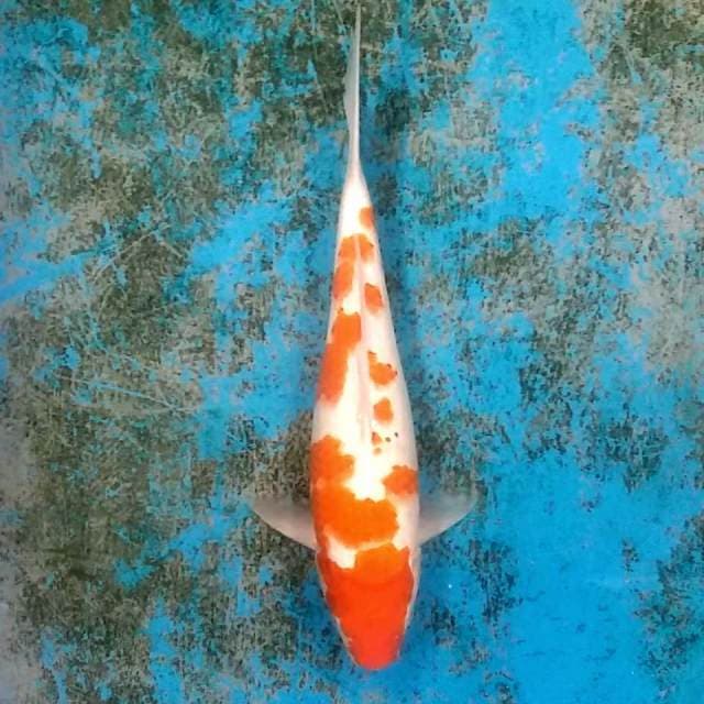 Kohaku 35cm
