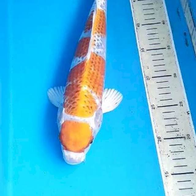 MARUTEN kojaku 37cm fimale 