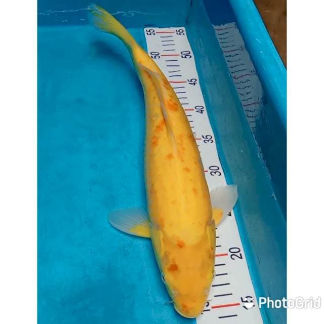 Jumbo karashi 42cm