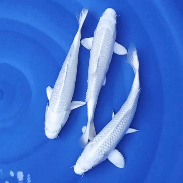 Platinum 25 27cm
