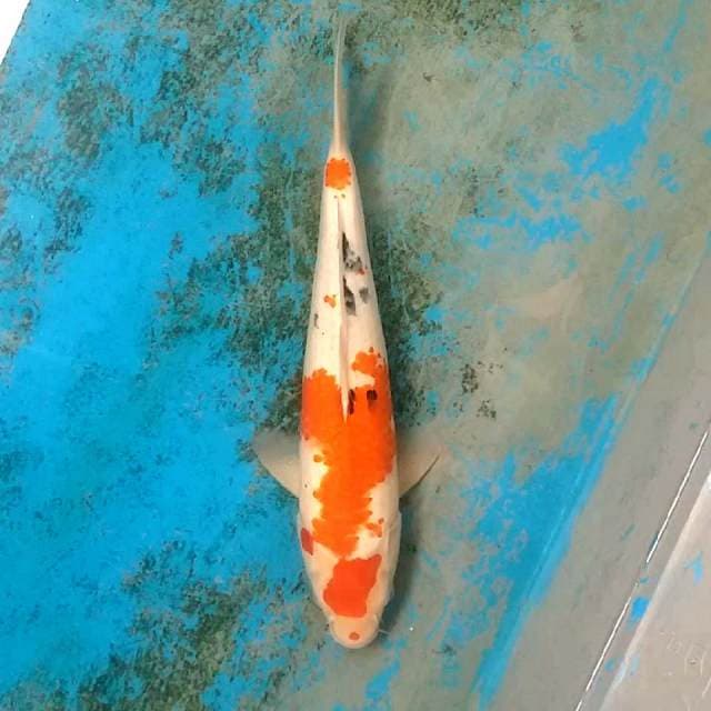 Sanke kanoko jumbo 42cm..body siip
