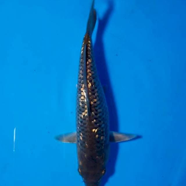 Karasu ginrin 18 cm