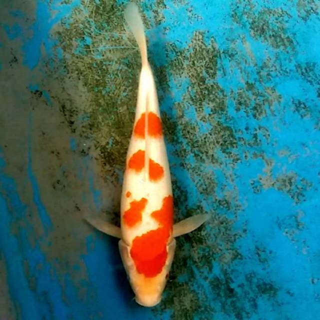 Kohaku 33cm...