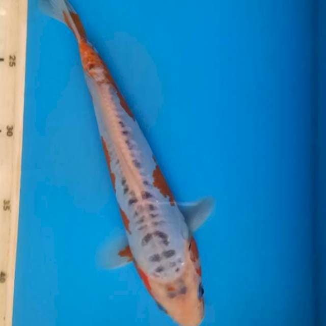 Shusui 22cm